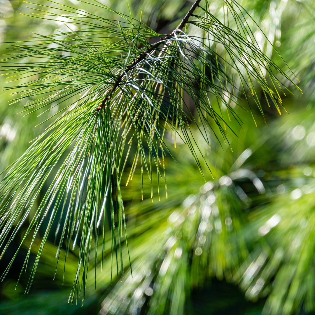 White Pine Bunch