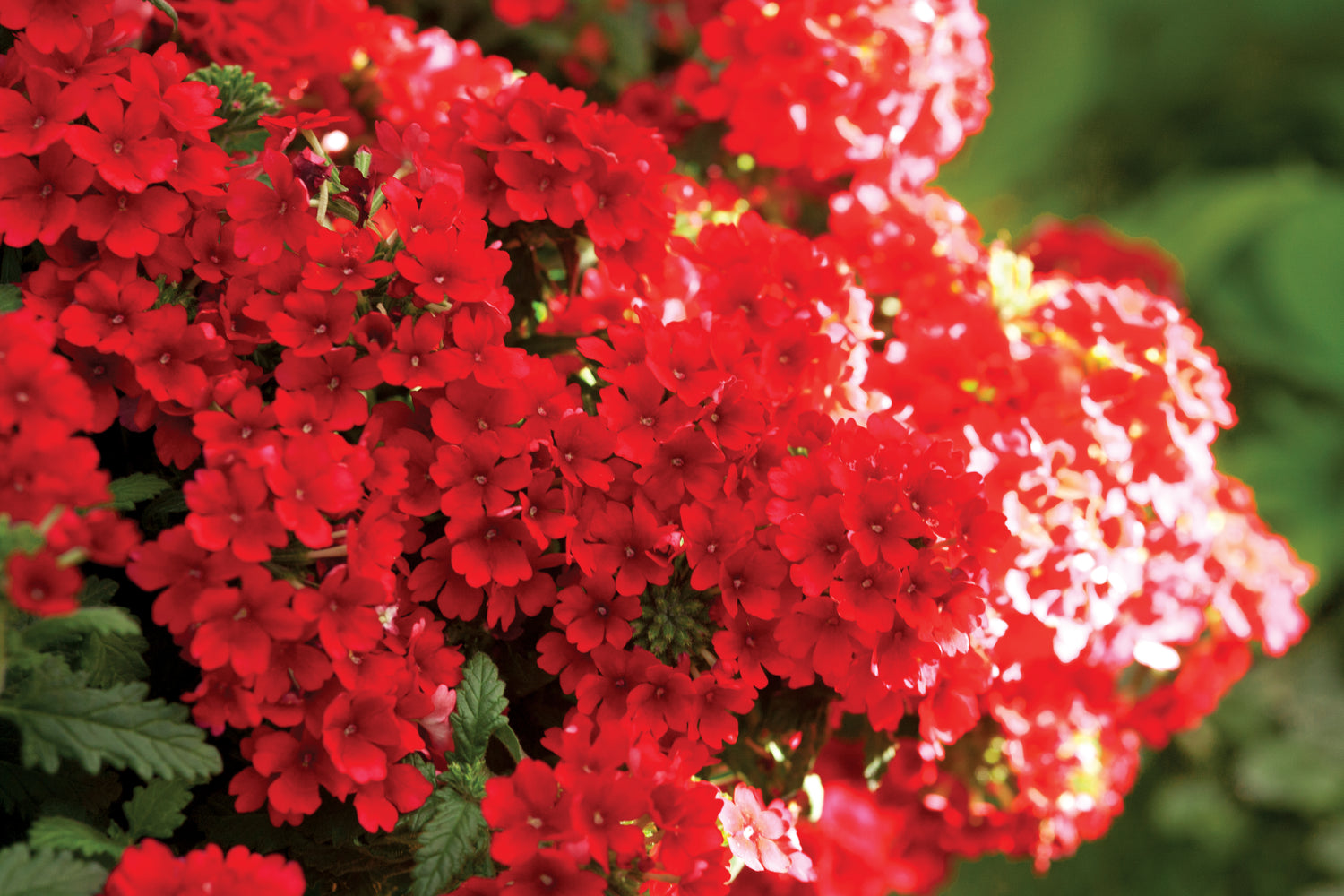 Verbena 'Estrella' Series