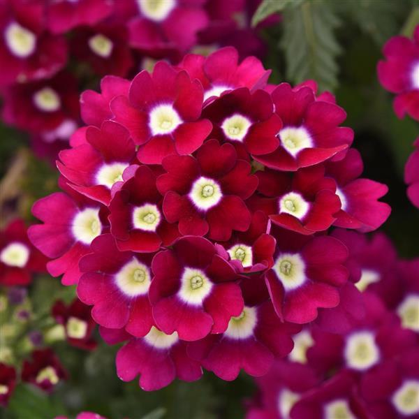 Verbena 'Wink' Series