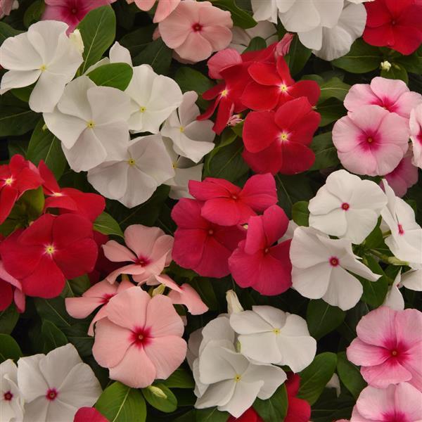 Vinca 'Titanium' Series