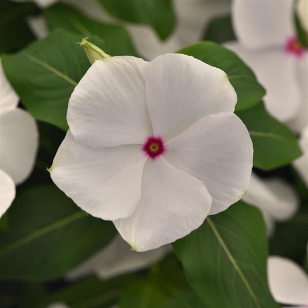 Vinca 'Titanium' Series