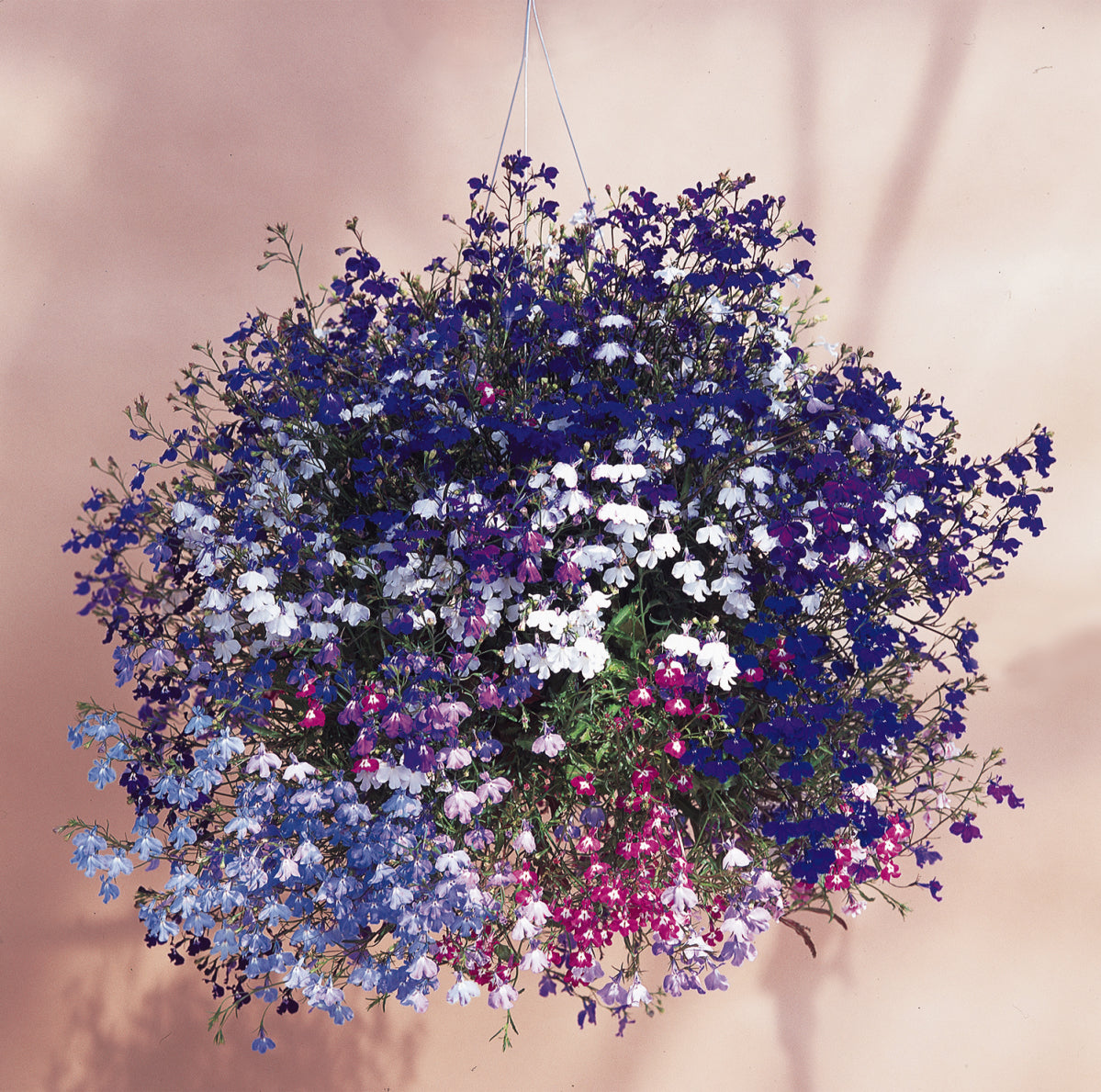 Lobelia 'Regatta' Series