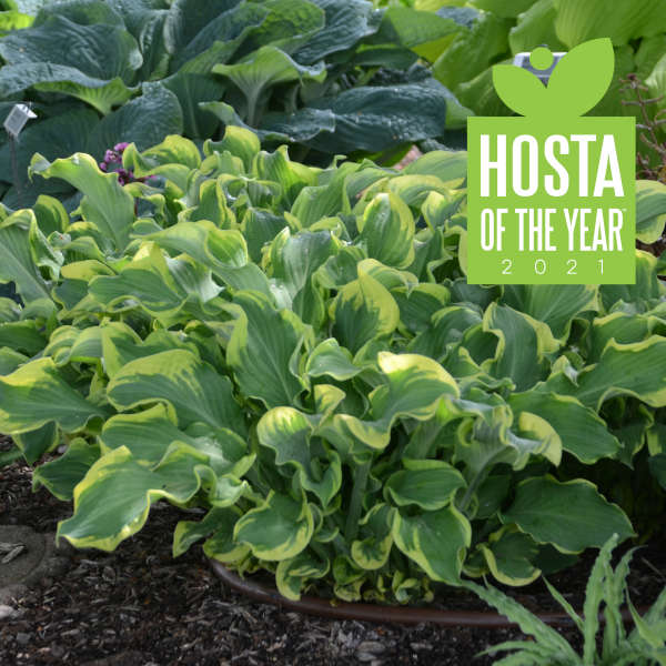 Hosta 'Wheee!'