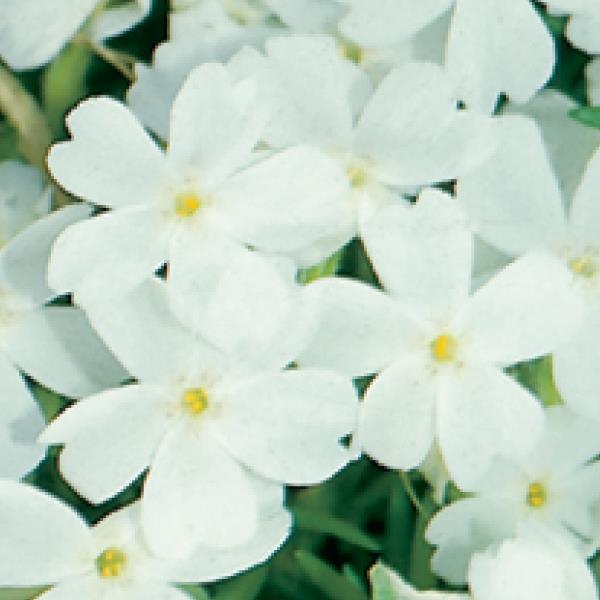 White Moss Phlox