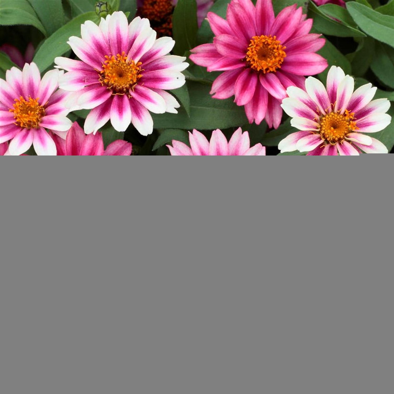 Zinnia 'Profusion' Series