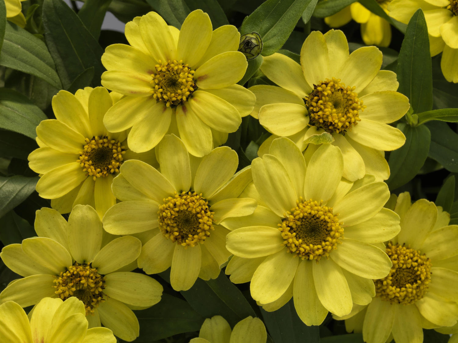 Zinnia 'Profusion' Series