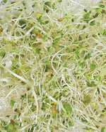 Go Go Mix Organic Sprouts - West Coast Seeds