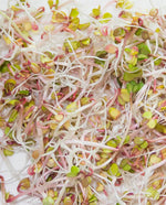 Red Radish Organic Sprouts - West Coast Seeds