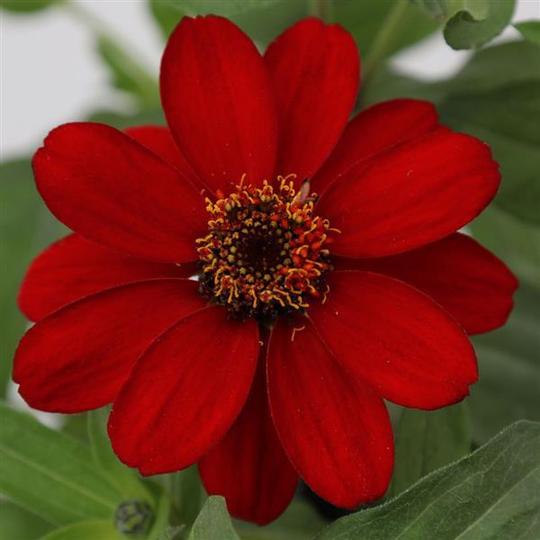 Zinnia 'Profusion' Series