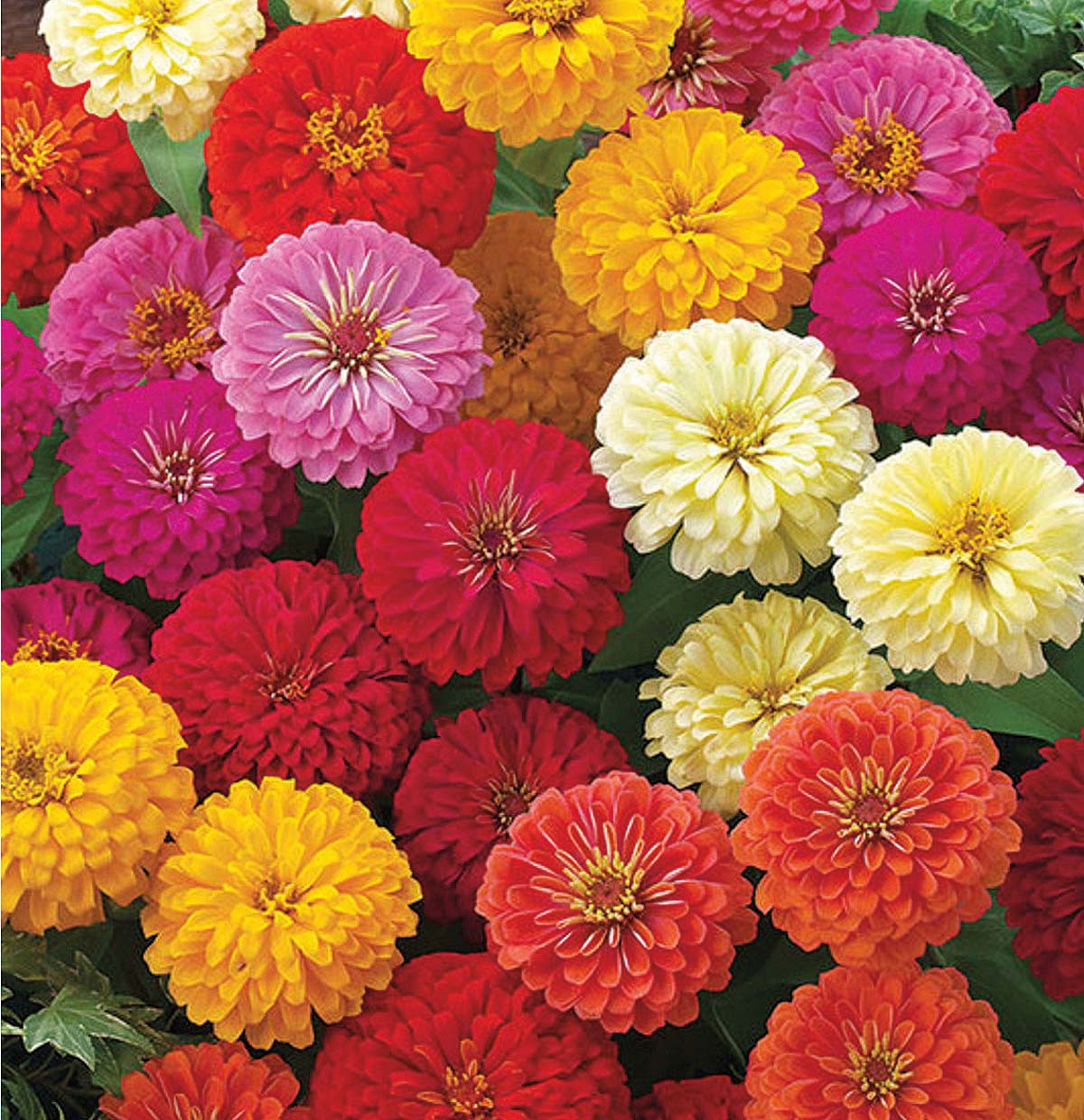 Zinnia 'Zinnita Mix'