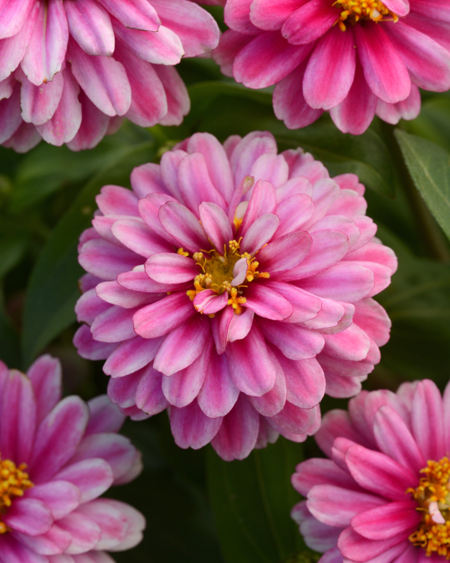 Zinnia 'Zahara' Series
