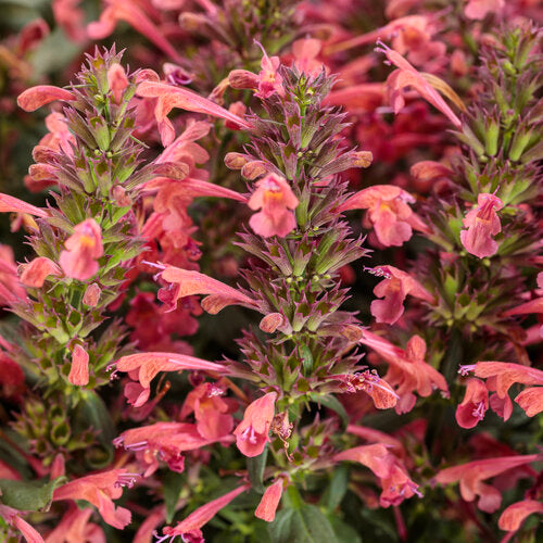 Agastache 'Maestro Coral'