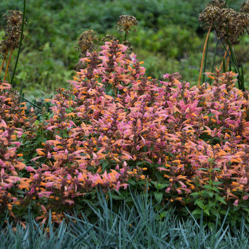 Hyssop 'Mango Tango'