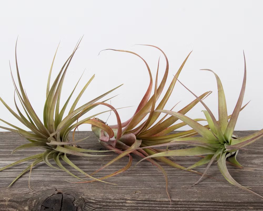 Air Plants