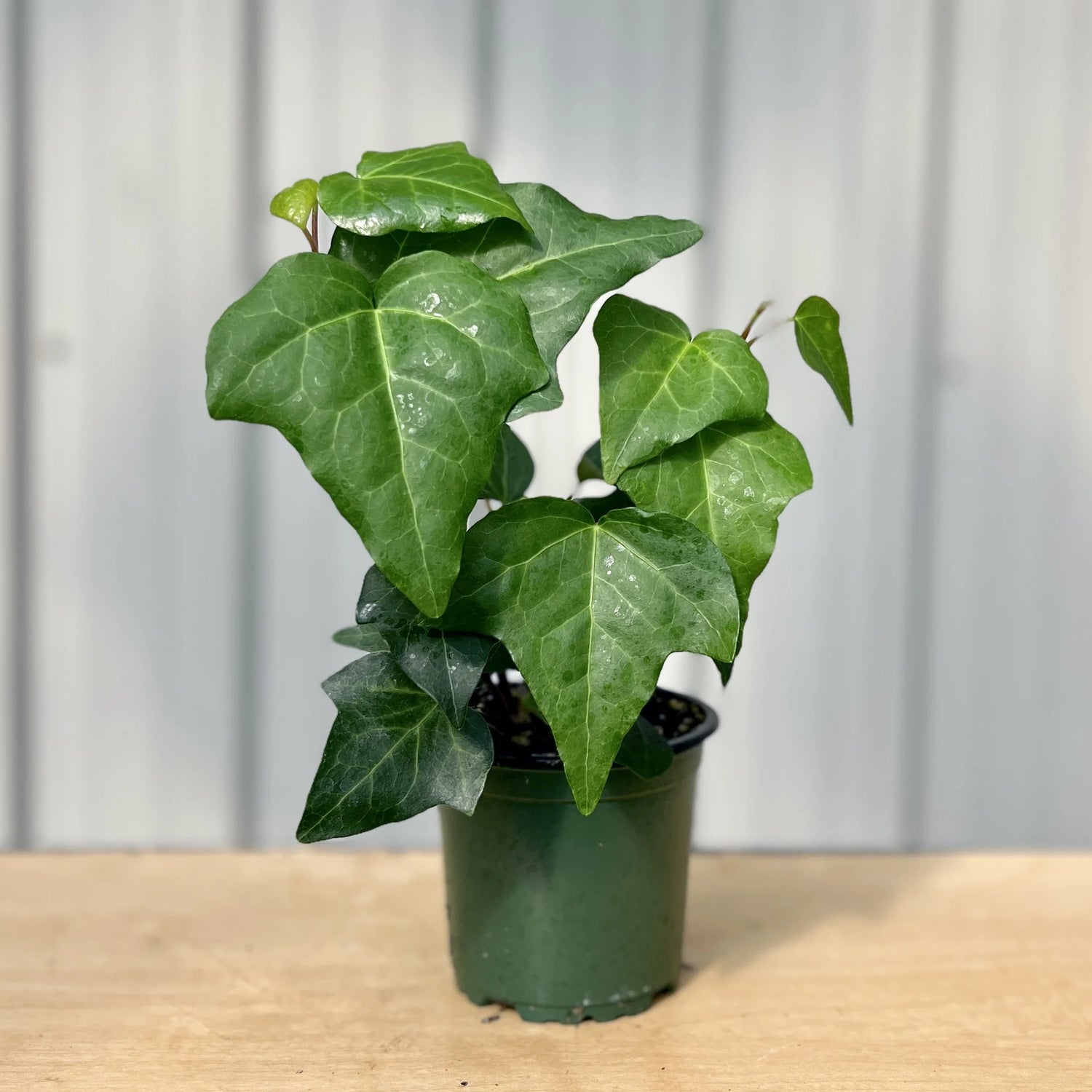 Algerian Ivy
