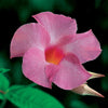 Mandevilla 'Alice Dupont'