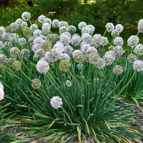 Allium 'Bobblehead' PW