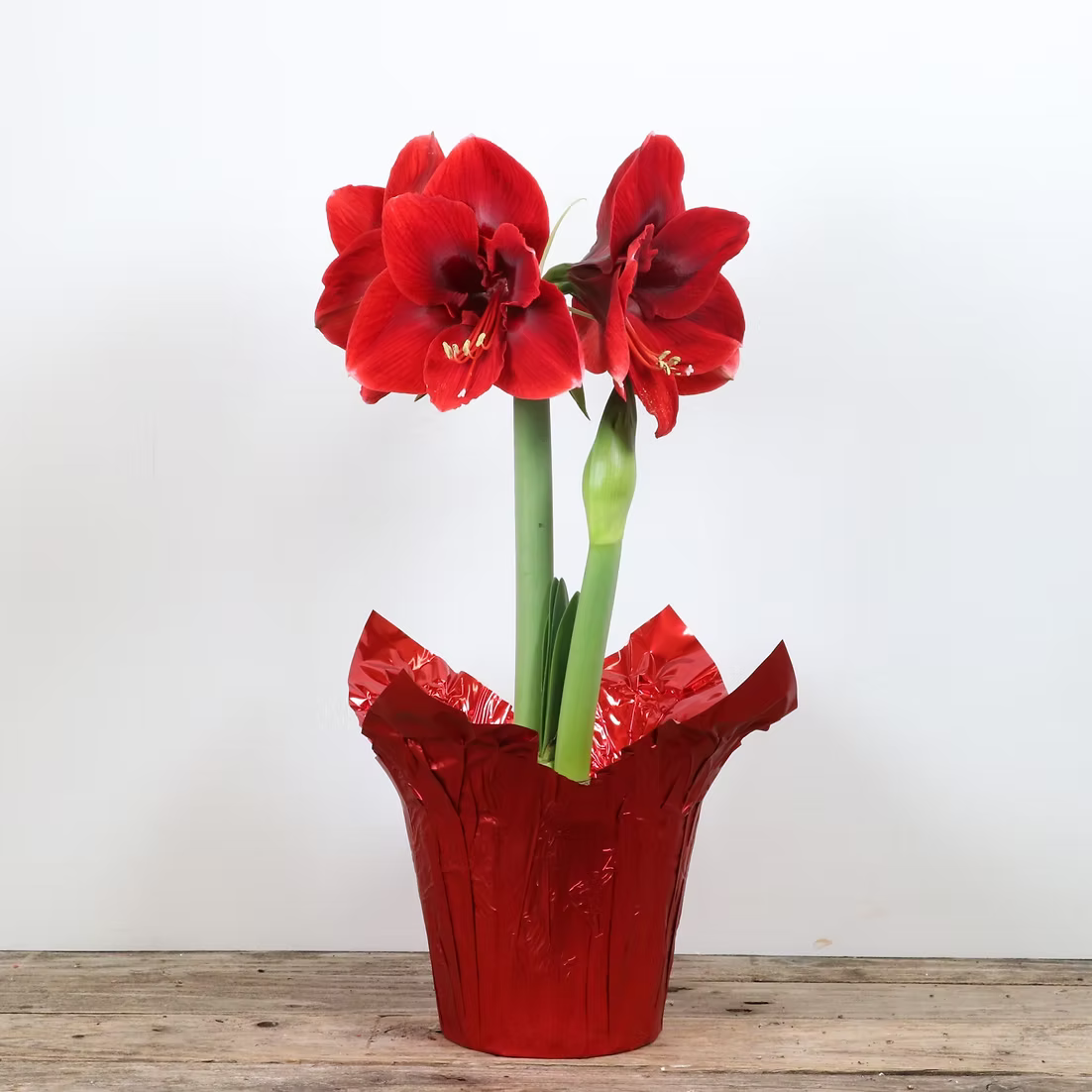 Amaryllis 'Potted'