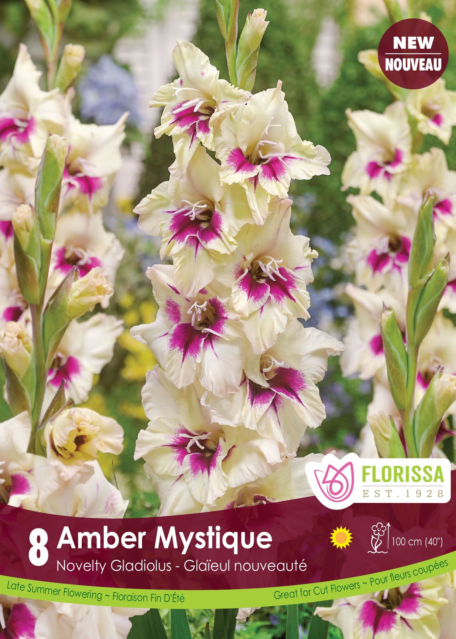 Amber Mystique Gladiolus