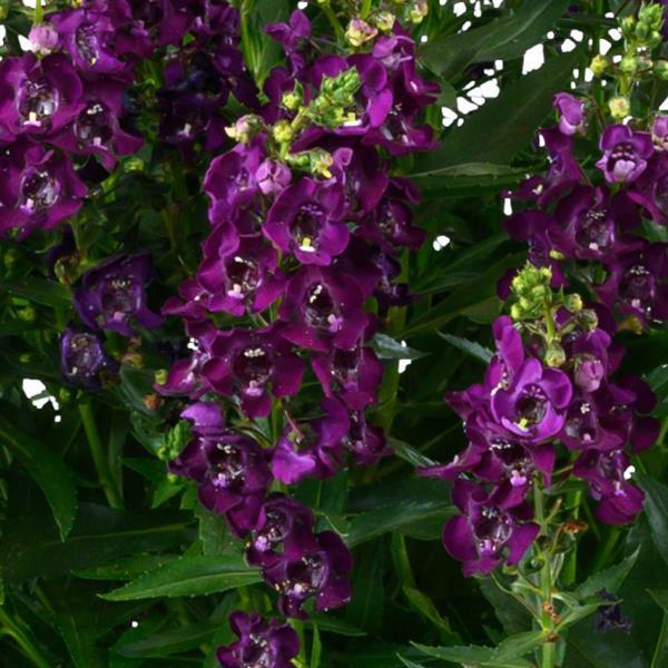 Angelonia 'Alonia' Series