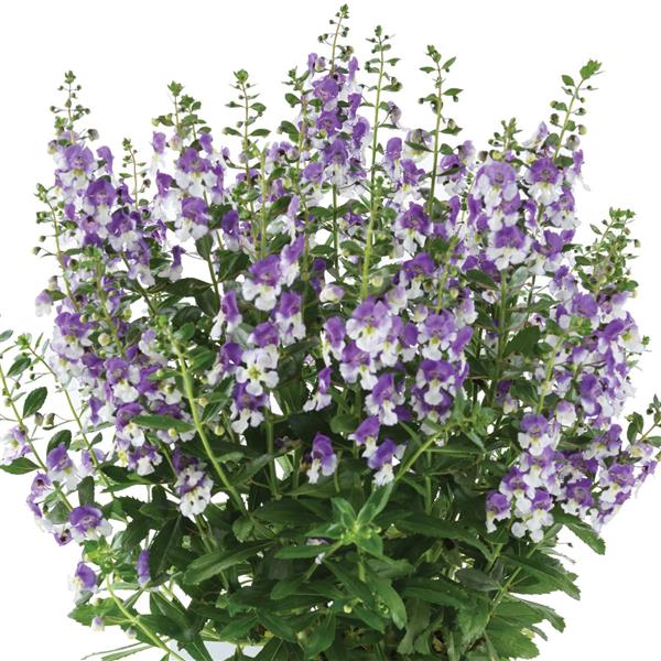 Angelonia 'Alonia' Series