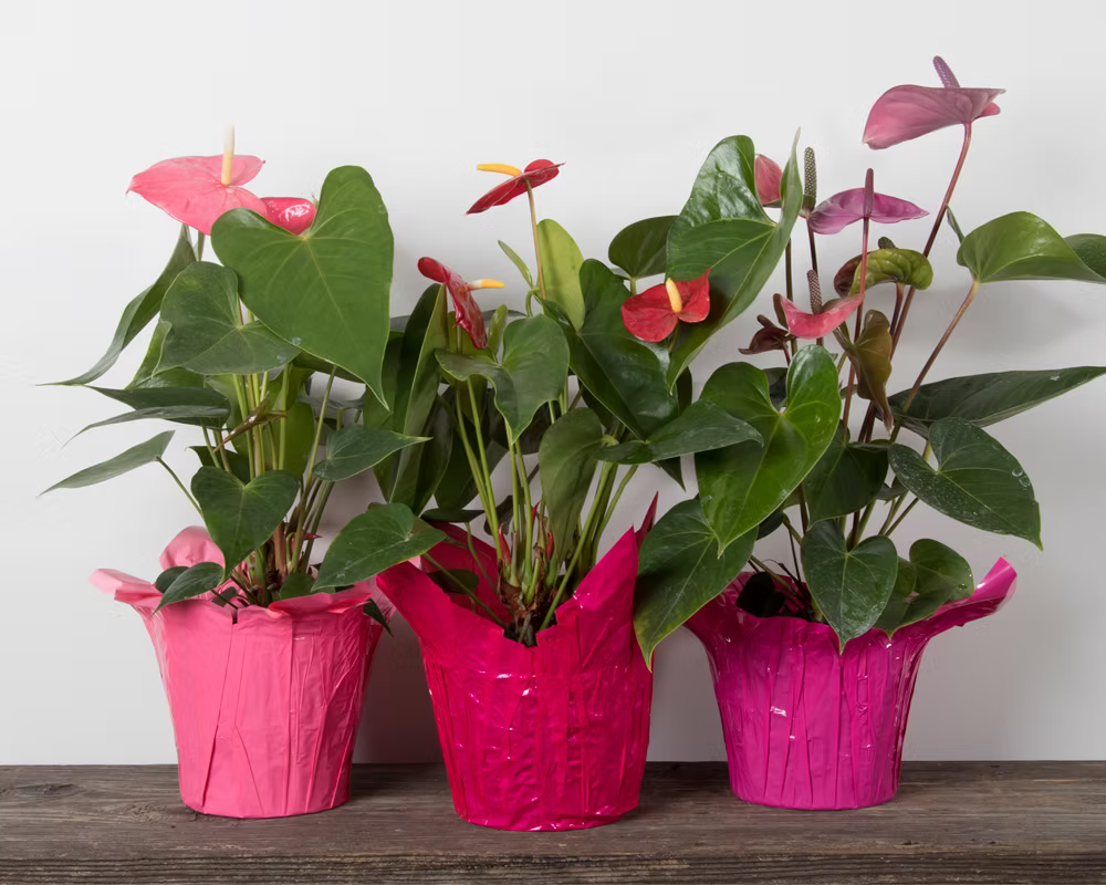 Lace Leaf Anthurium