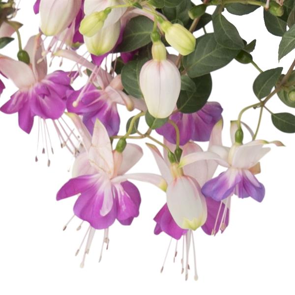 Fuchsia 'Aretes' Series