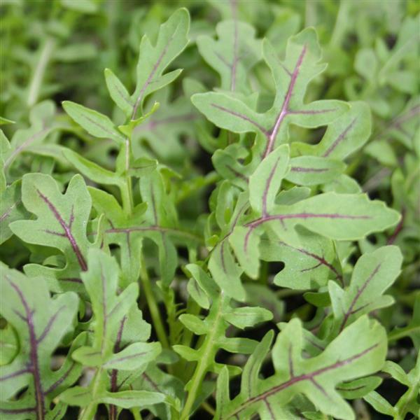 Arugula 'Dragons Fire'