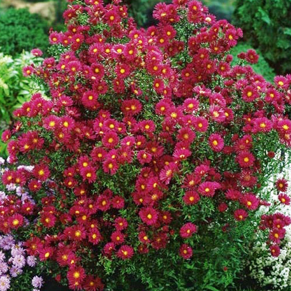 Aster 'Red Alert'