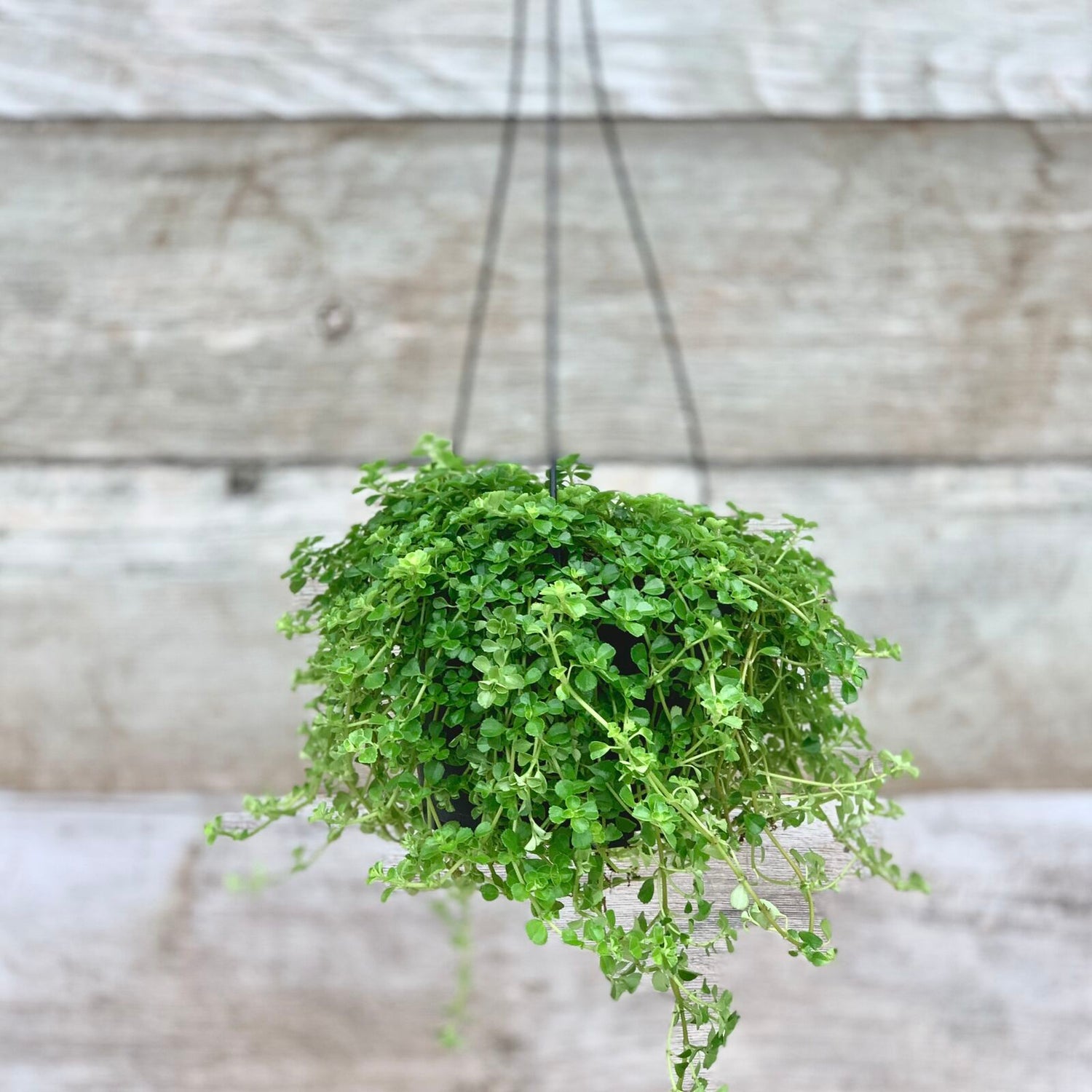 Pilea 'Baby Tears' Hanging Basket