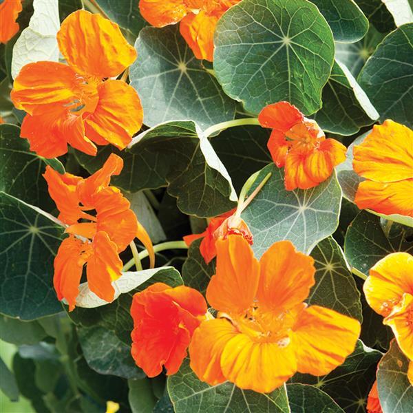 Nasturtium