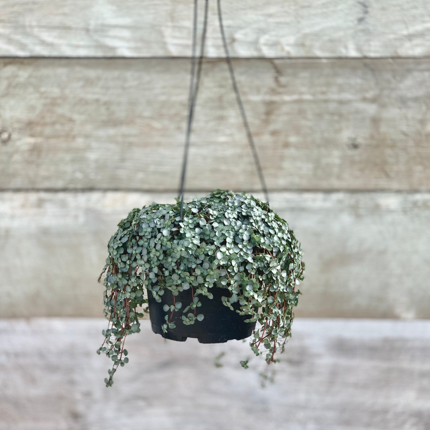 Pilea 'Baby Tears' Hanging Basket
