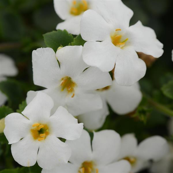 Bacopa 'Scopia®' Series