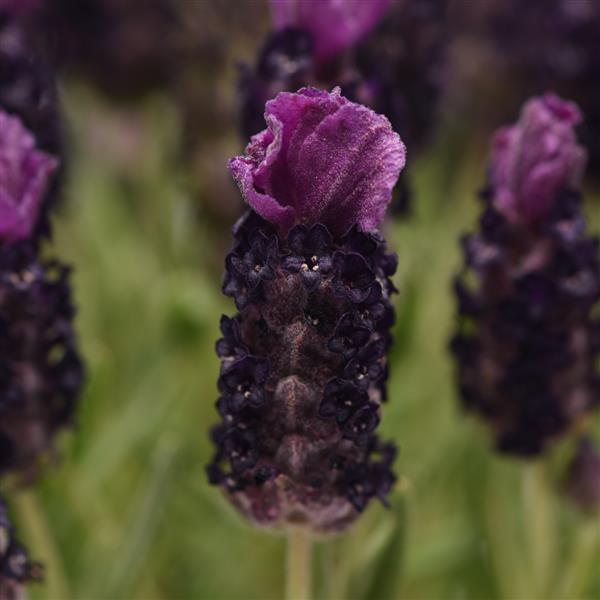 Lavender 'Spanish Bandera'