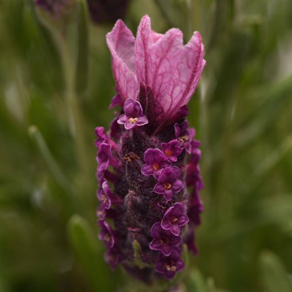 Lavender 'Spanish Bandera'