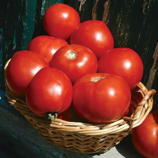 Basket Vee Tomato