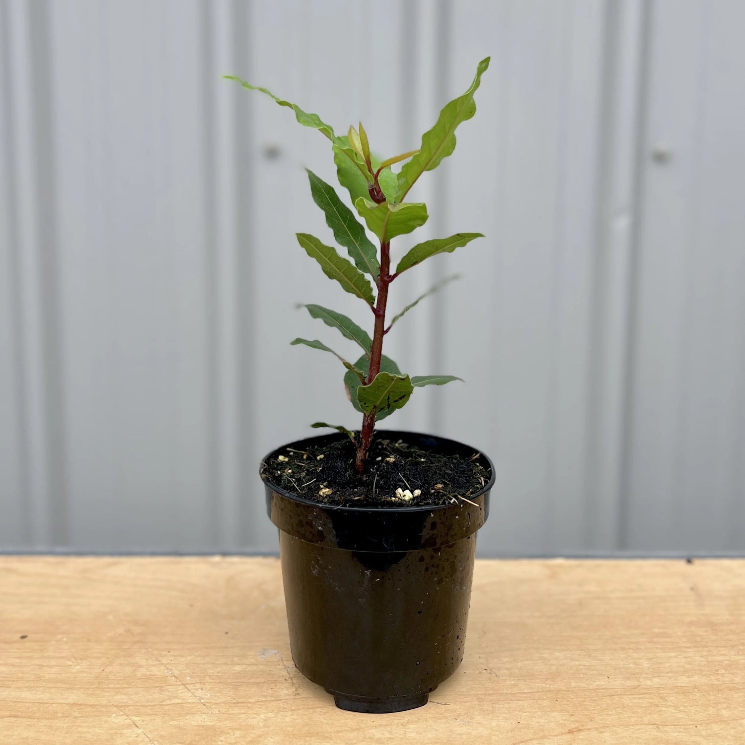 Bay Laurel