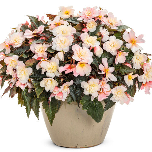 Begonia 'Double Delight Appleblossom'