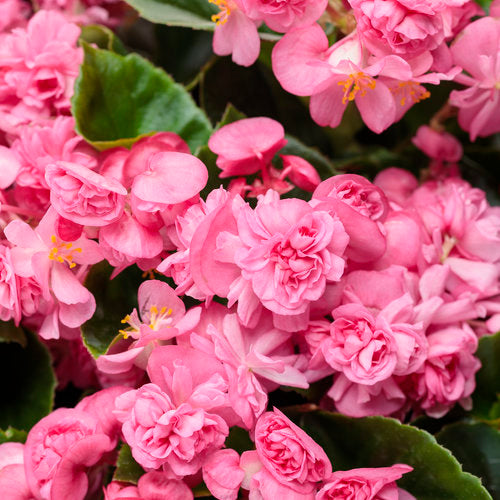 Double Up™ Pink Begonia