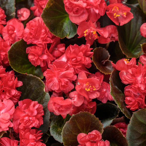 Double Up™ Red Begonia