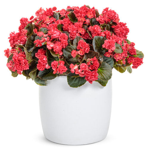 Double Up™ Red Begonia