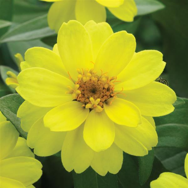 Zinnia 'Belize' Series