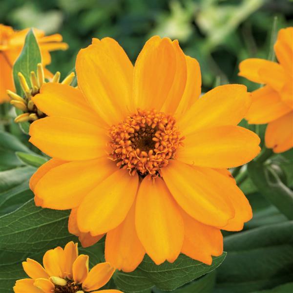 Zinnia 'Belize' Series