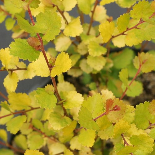 Birch 'Cesky Gold'