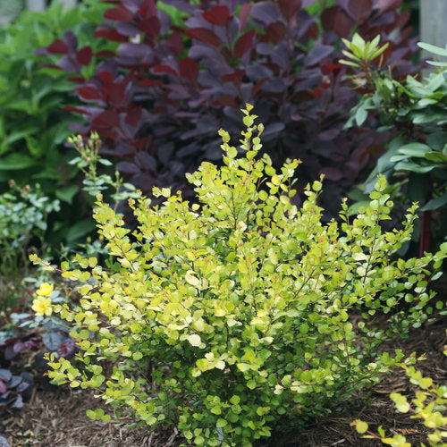 Birch 'Cesky Gold'