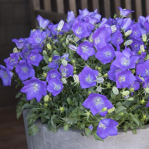 Campanula 'Blue Clips Dwarf'