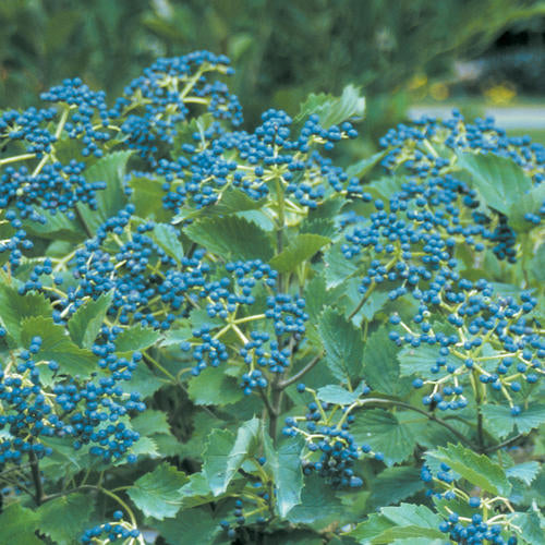 Viburnum 'Blue Muffin Arrowwood'