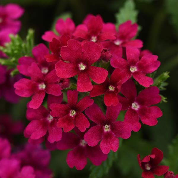 Verbena 'Quartz' Series