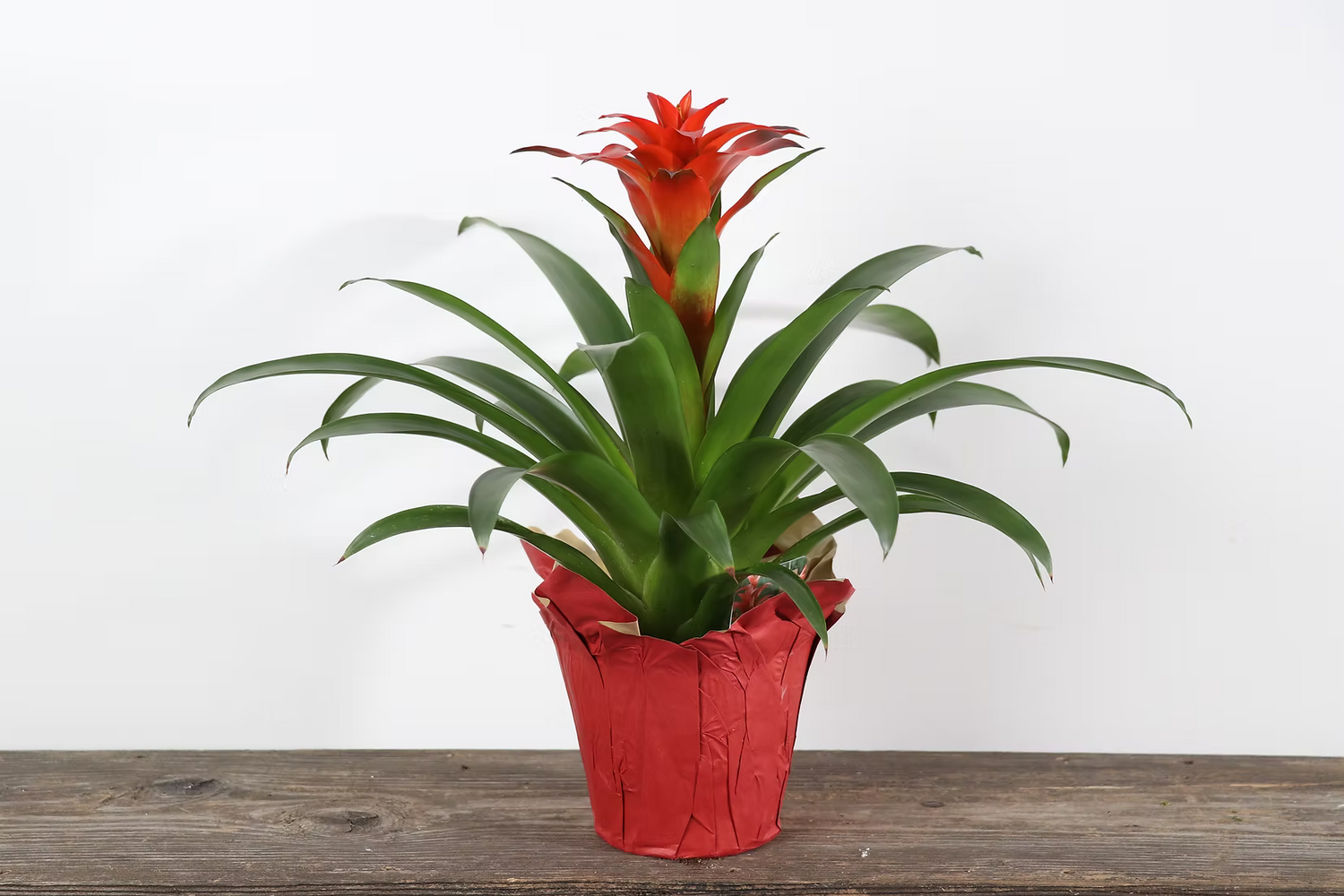 Bromeliad