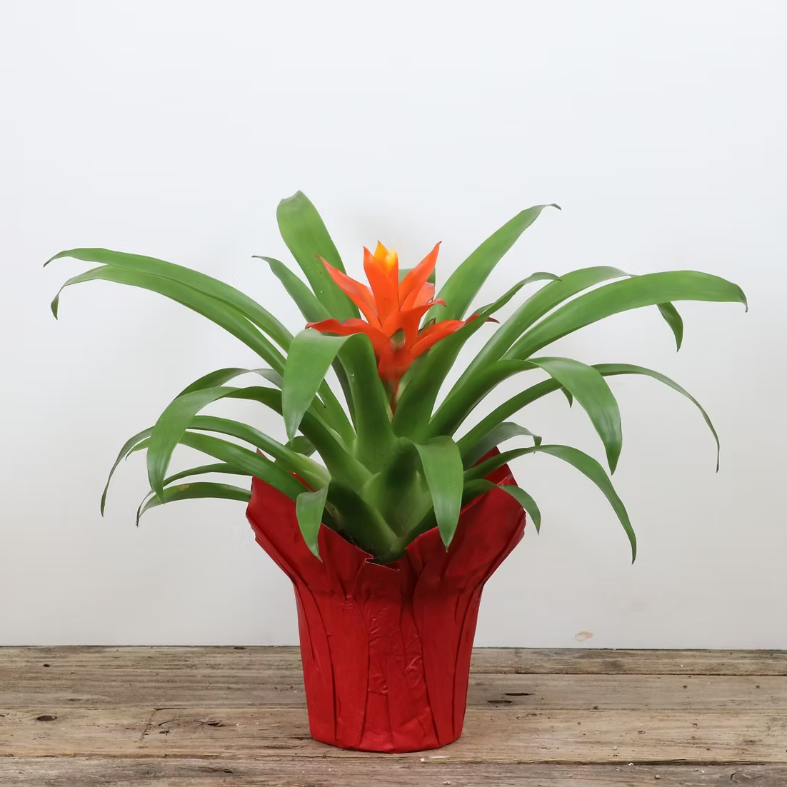 Bromeliad